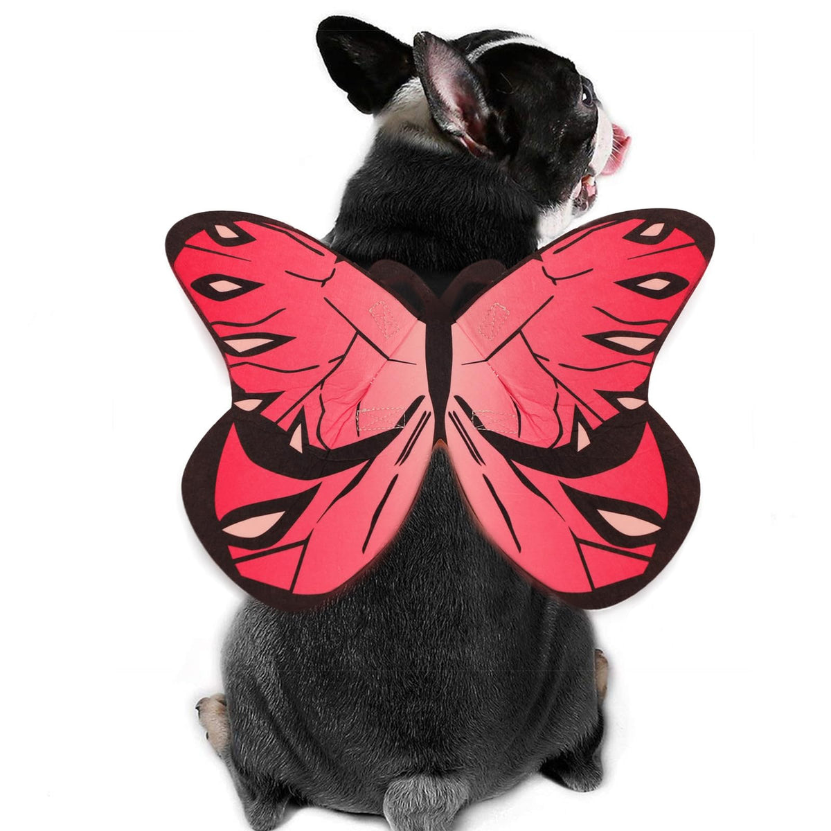 Butterfly Wings for Pets